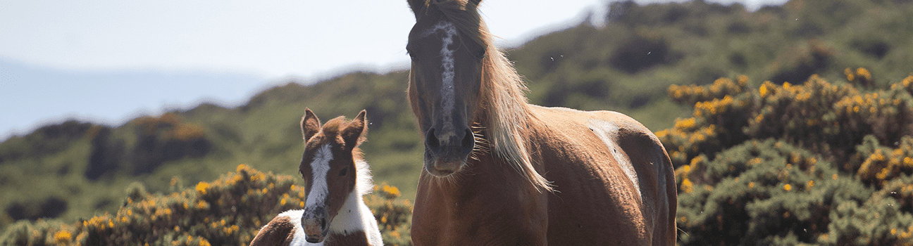 Filière équine : la saison de monte est lancée